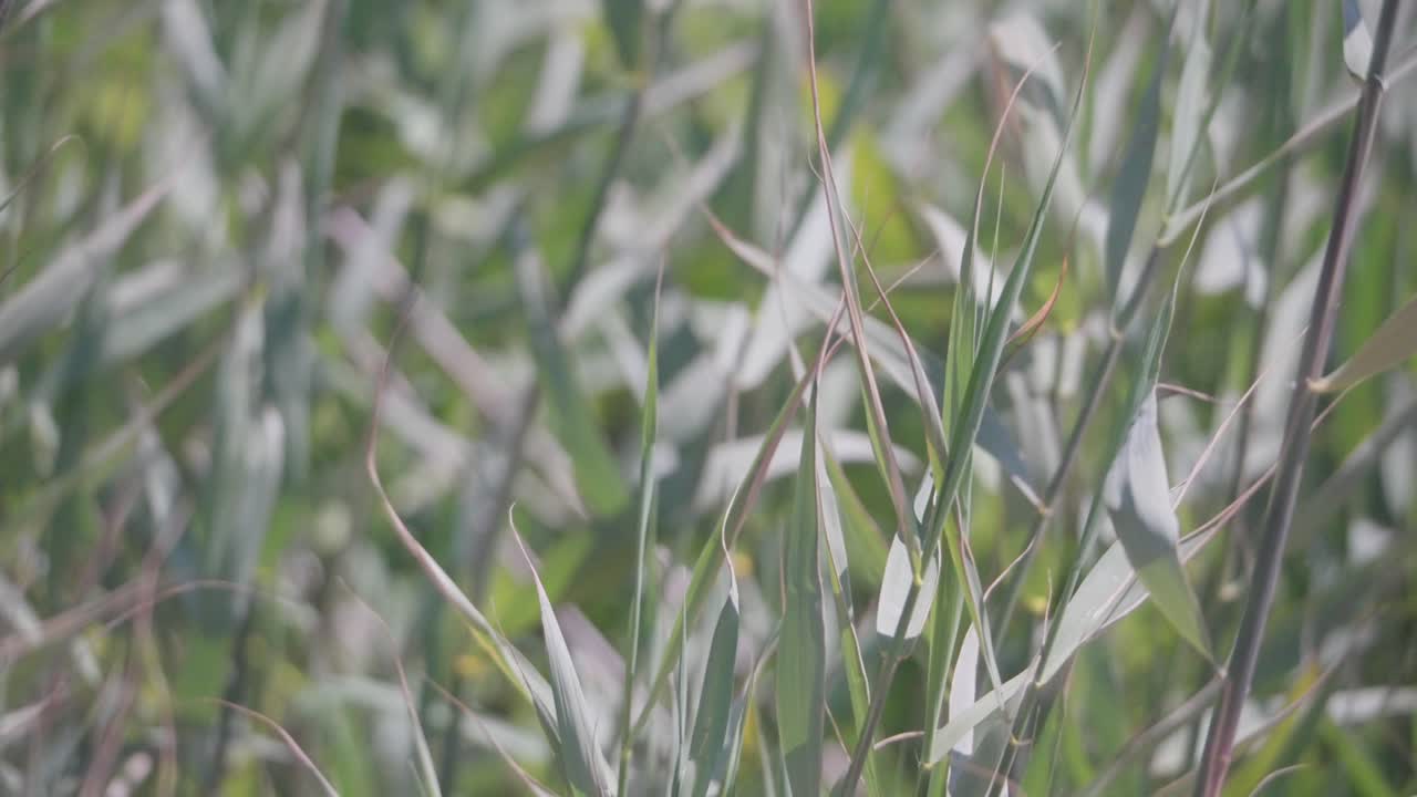 Close-up slow-motion shot of long grass swaying gently in the breeze