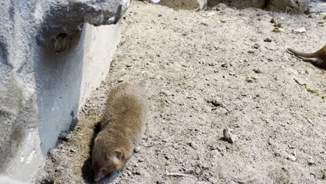 two-cute-dwarf-mongooses-are-walking-through-the-desert-looking-for-food