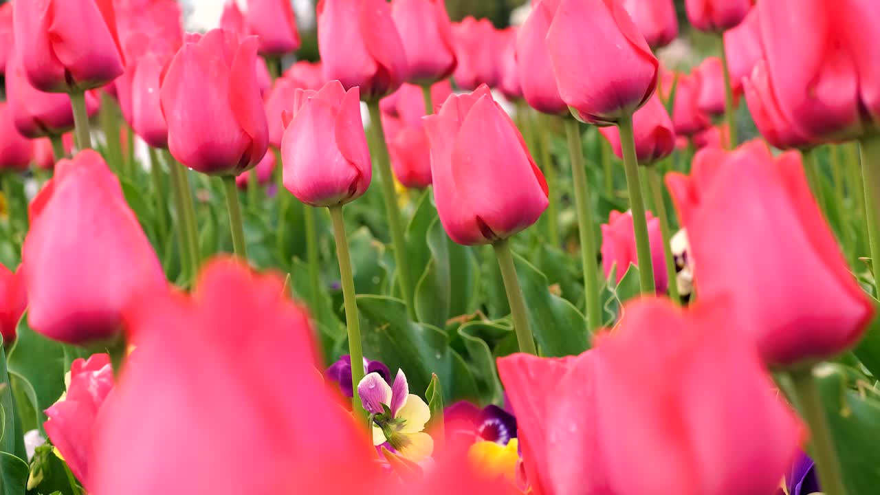 Tulips in the the Sunny Spring weather Breeze Wind 4k