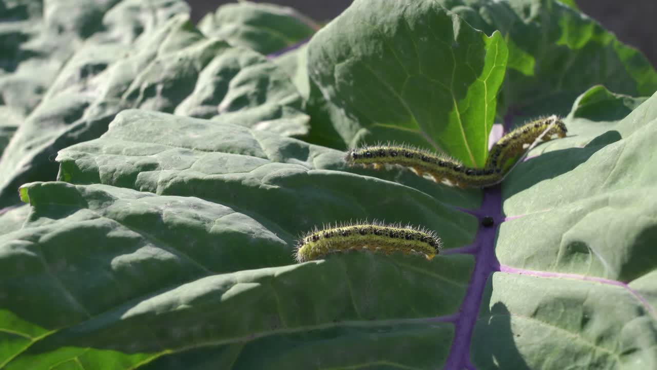 고추 잎에 있는 애벌레