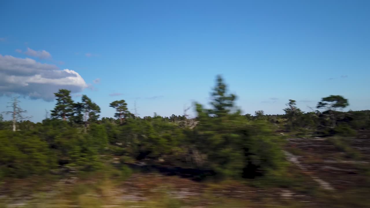 un vasto bosque bajo un cielo azul en gotland, suecia, pov de un coche en movimiento