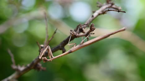 Praying-Mantis,-Heterochaetula-straminea