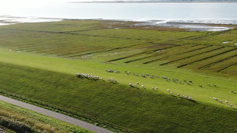 Luftaufnahme-Einer-Wandernden-Schafherde-Auf-Der-Weide-An-Der-Nordsee-In-Deutschland-An-Einem-Sonnigen-Tag