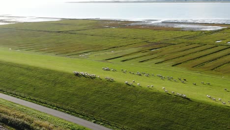 aerial wide shot of walking sheep herd on pasture beside north sea in germany during sunny day