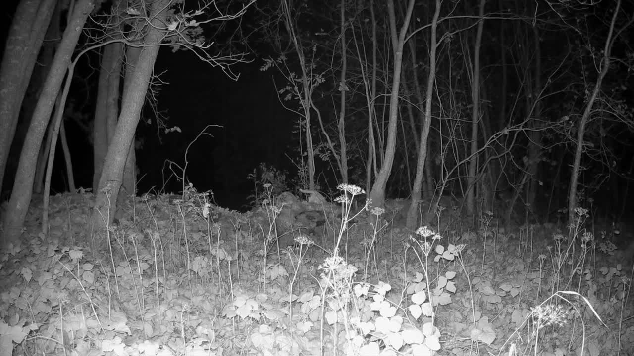 Cat walking on a stone fence at night.