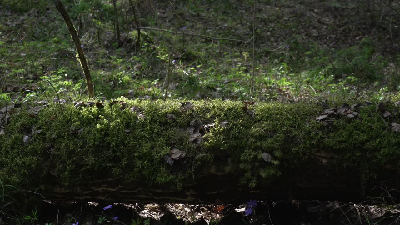 가을 숲에서 오래된 나무 줄기 위에 자라는 초록색 모스.