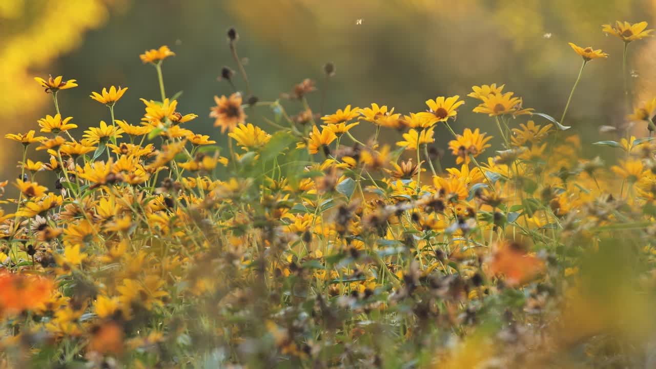 Handheld shot of a wildflower meadow with vibrant colors and shifting focal depth