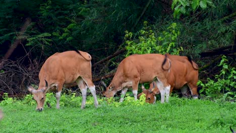 Banteng-Oder-Tembadau-Ist-Ein-Wildrind,-Das-In-Südostasien-Vorkommt-Und-In-Einigen-Ländern-Ausgestorben-Ist