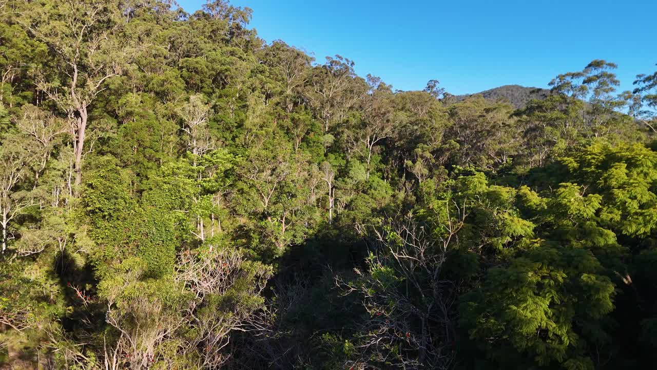Aerial view of dense forest canopy with sunlight casting shadows, captured by a drone in a steady upward motion