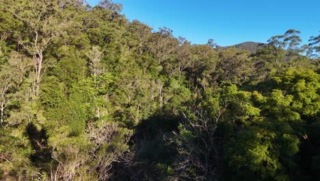 aerial view of dense forest canopy with sunlight casting shadows, captured by a drone in a steady upward motion