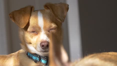 sleeping dog in the sun light