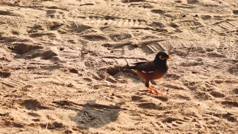 bird walking across textured sand surface