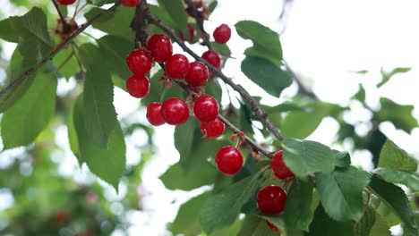 Cherries on the Tree