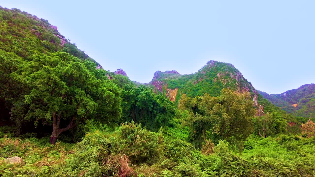 algerian jungle in national park of taza.North africa. jijel Algeria