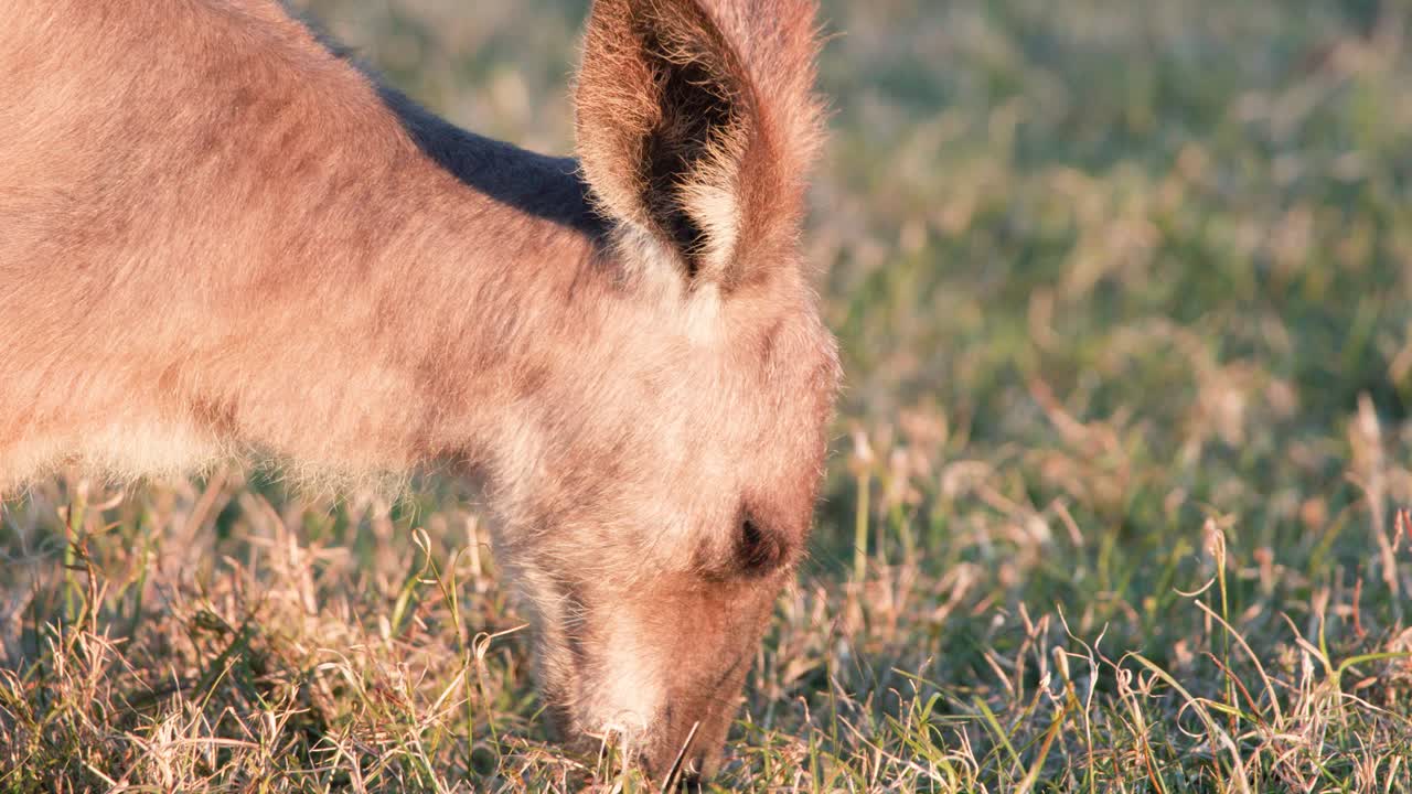 A young kangaroo joey feeds on grass in a sunlit field, captured in close-up with warm, natural lighting and steady camera framing