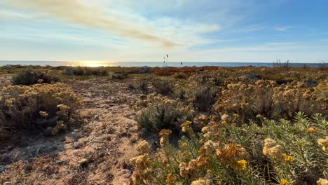 coastal sunset landscape with wildflowers and smoke on the horizon