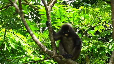 spectacled monkey relaxing perched on tree in langkawi island, malaysia