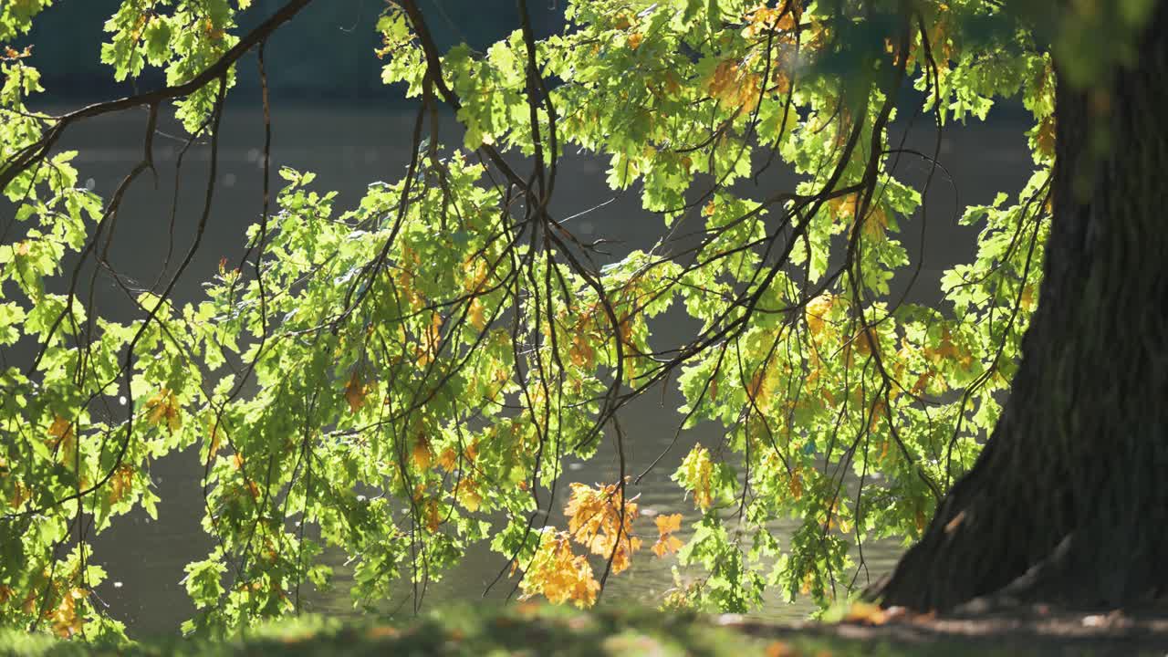 Autumn Oak Tree by the Water