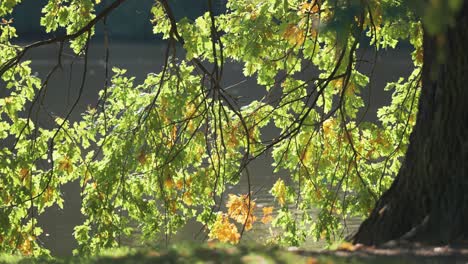 autumn oak tree by the water