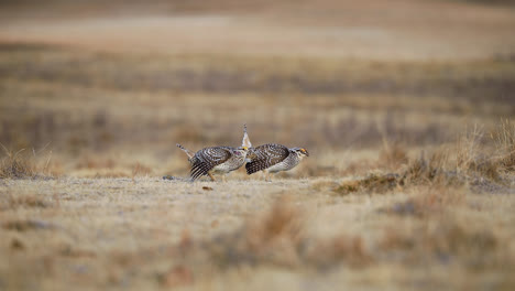 Zwei-Spitzschwanzhühner-Auf-Lekkinghabitat,-Tanzplatz-In-Saskatchewan,-Kanada