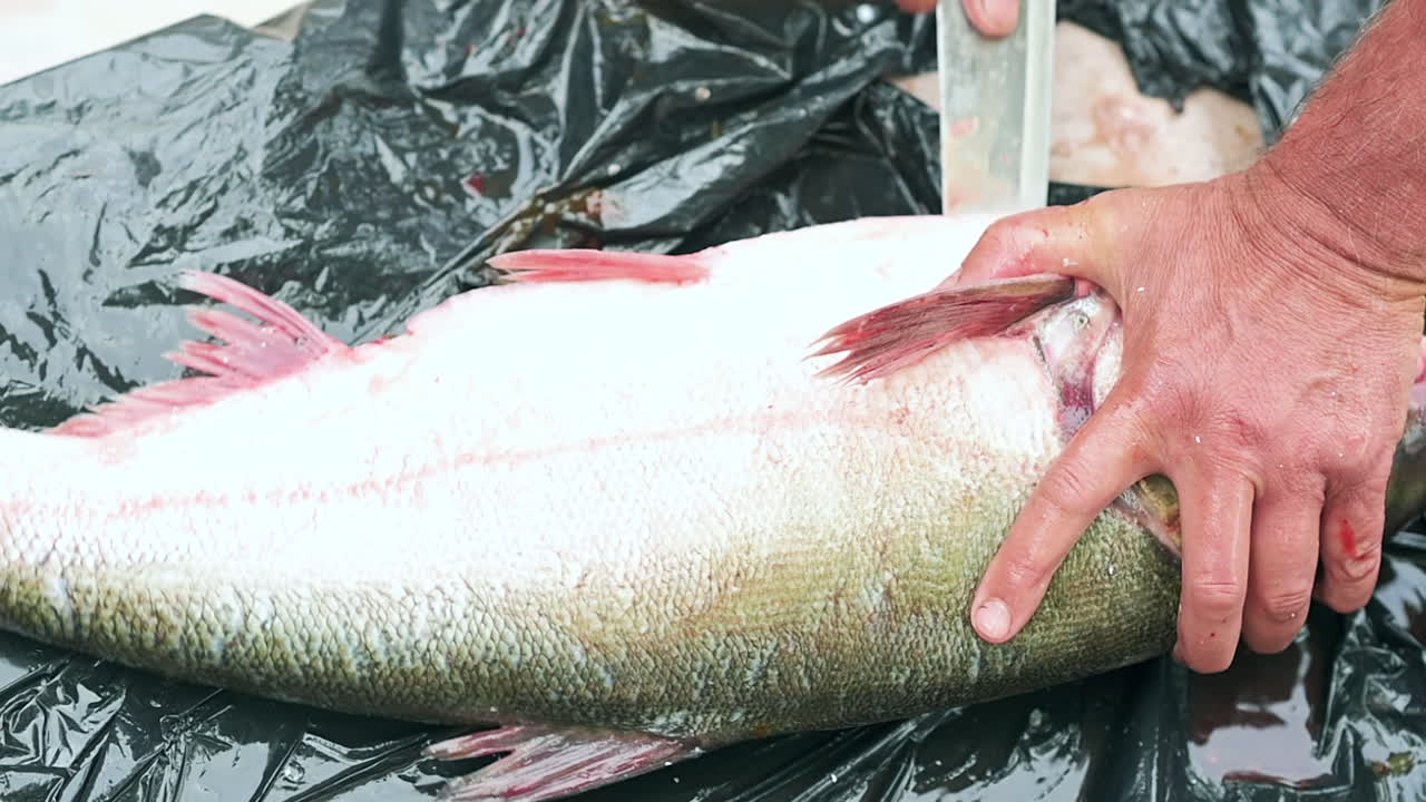 Open fish showing internal organs during cleaning process