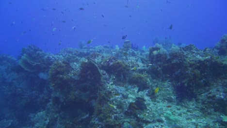 un arrecife de coral en raja ampat con muchas especies de peces diferentes