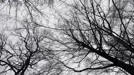 Bare-trees-seen-from-below-on-a-cold-winter-day,-wide-spinning-shot
