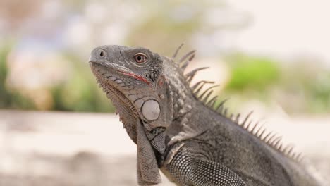 primer plano de una iguana en bonaire.