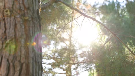 sun light shine through tree close up