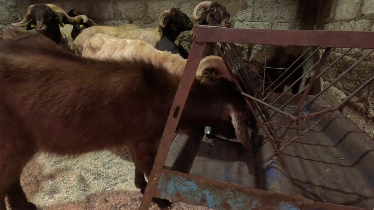 Una cabra marrón lame un gran bloque de sal mineral en un rústico bebedero de metal dentro de un recinto de granja, ilustrando el cuidado del ganado, la nutrición y la suplementación para cabras sanas en un entorno rural.
