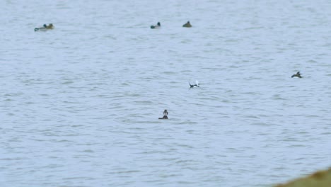 long-tailed ducks flock swimming in water and looking for food, overcast day, distant shot