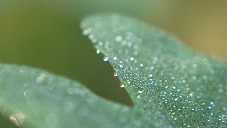 Gotas-De-Rocío-Caen-Sobre-Las-Hojas-De-Los-árboles-En-Invierno