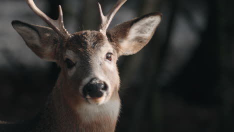 close up of yucatan white-tailed deer's head