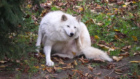 a southern rocky mountain gray wolf sits on the ground and scratches her neck with her foot