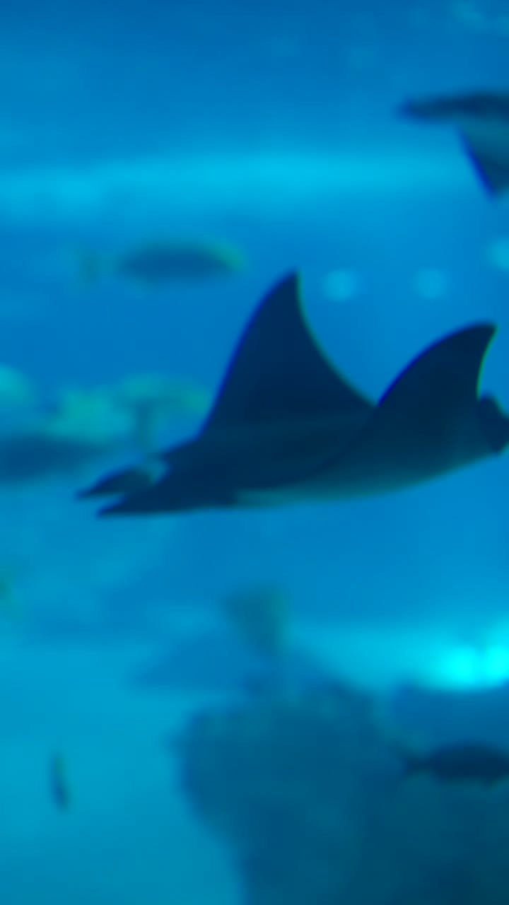 Diverse marine life and visitors capturing moments in a vibrant blue aquarium
