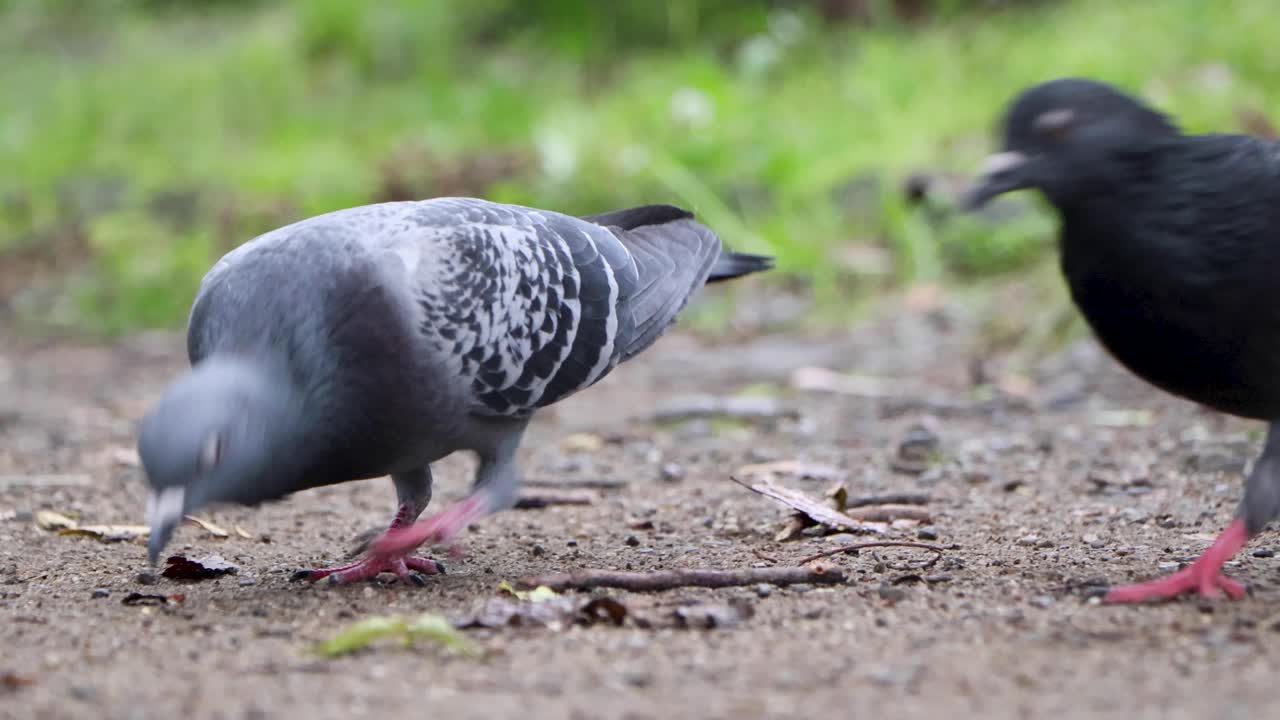 la mejor vista en tokio