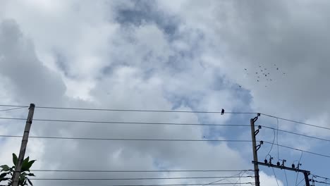 Ein-Vogel-Gleitet-Nahe-An-Telegrafenkabeln-Vor-Bewölktem-Himmel