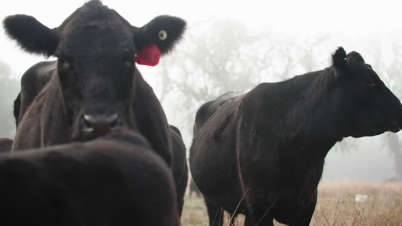 vista cinematográfica del ganado de angus negro en una mañana de niebla en la costa central de california