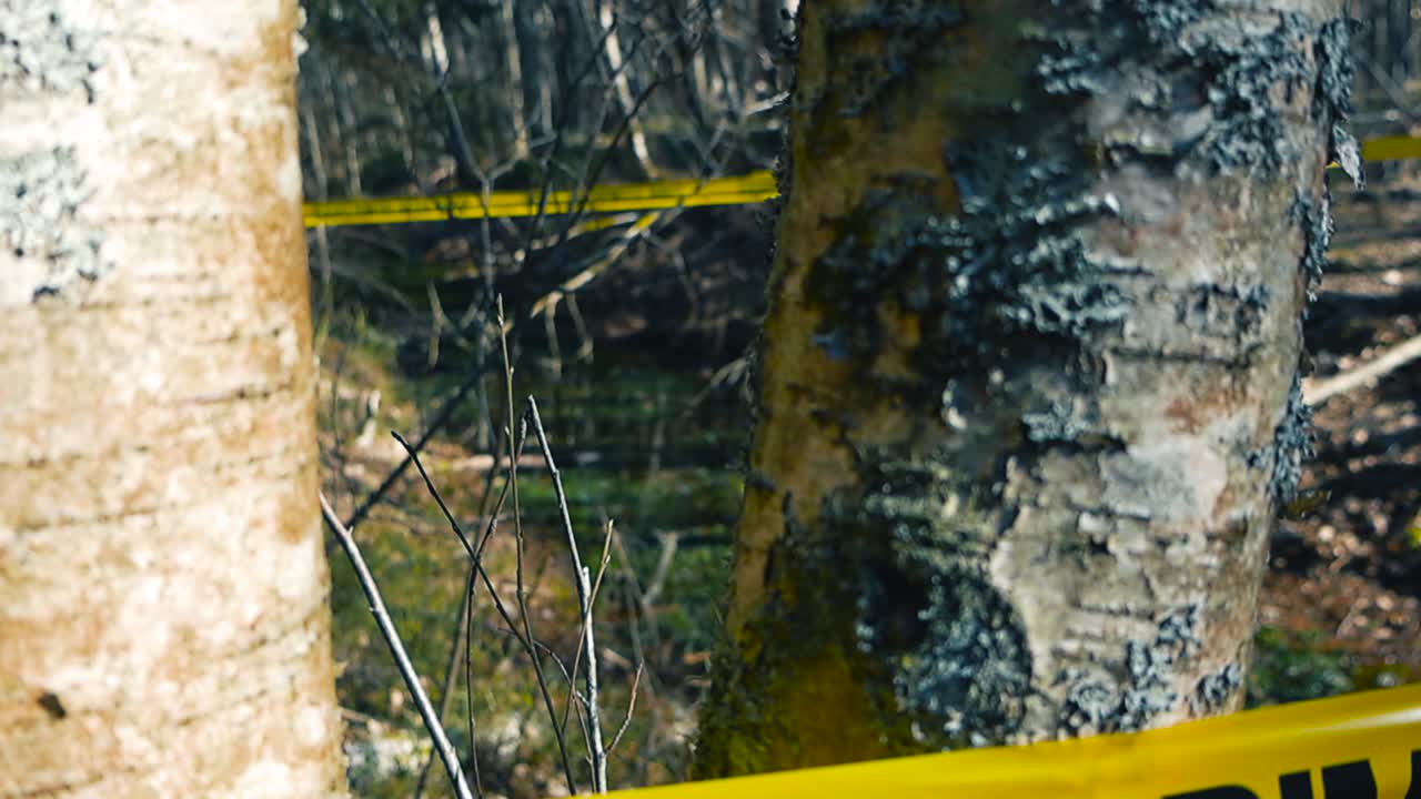 Nastro giallo della polizia con le parole "scena del crimine" stampate in nero delimita un'area boschiva, nell'ambito di un'indagine attiva su un omicidio o un altro grave reato nel bosco.