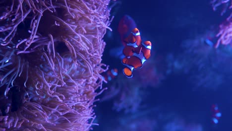 video vertical de un pez payaso nadando sobre corales y anémonas en un acuario