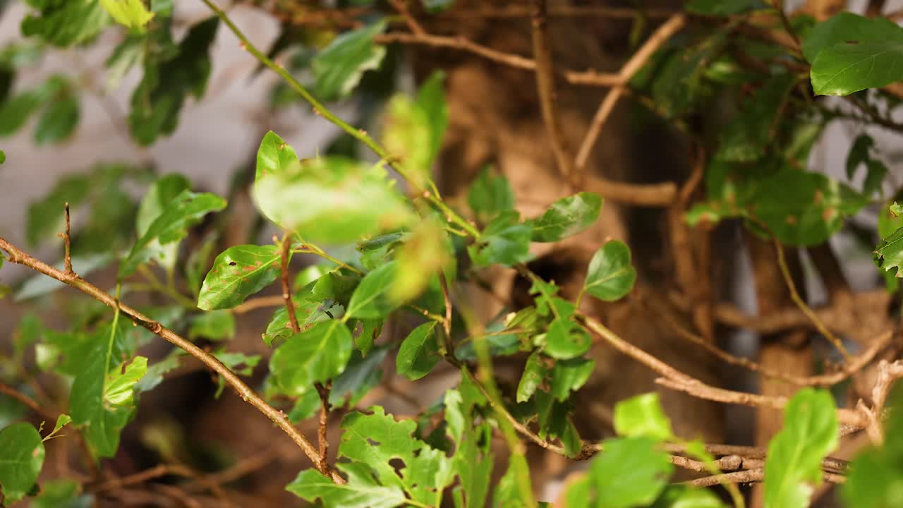 푸른 잎자루 사이에 숨겨진 원이