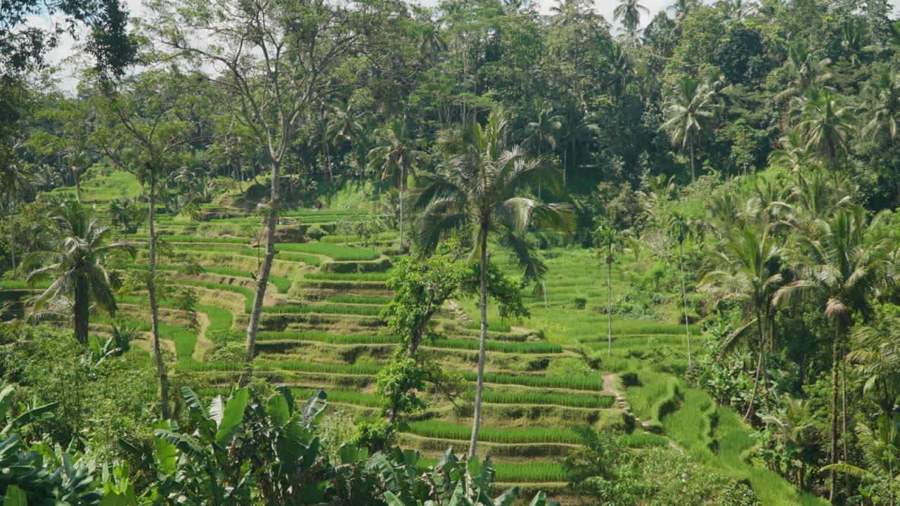 Risaie a terrazze nella splendida giungla di Ubud, Bali, con alte palme da cocco.