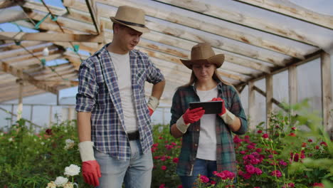 two happy farmers working in a greenhouse with flowers using tablet computers to monitor and record crops for buyers and suppliers of flowers to shops a small business and colleagues working together.