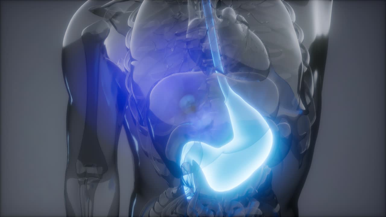 Human Stomach Radiology Exam