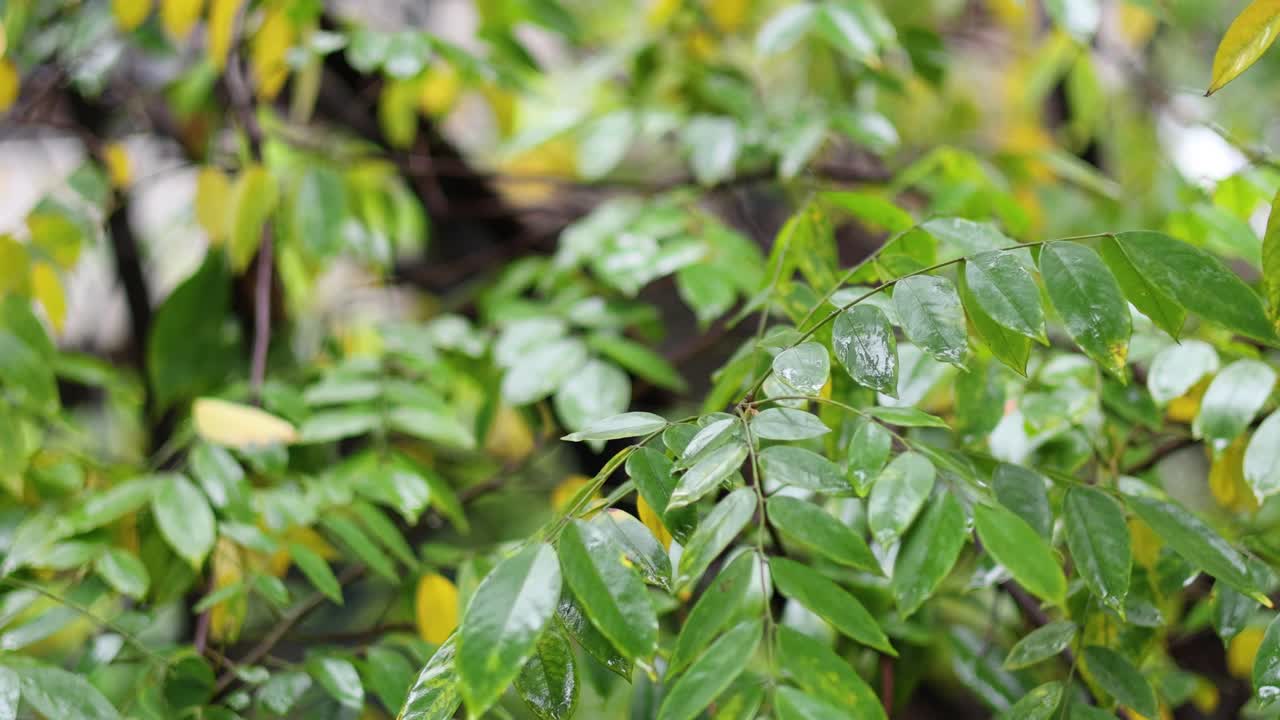 las hojas se balancean suavemente en una brisa sutil