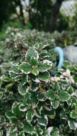 close-up of a decorative plant with white-edged leaves