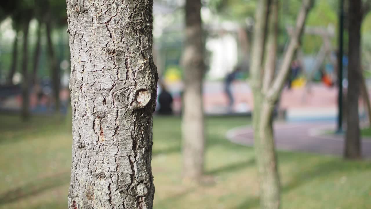 Tree Trunk in a Park