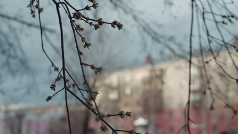 a close bokeh view of a city street, capturing branches in focus while a person in black clothing walks by on the walkway, blurred cars pass by on the road, with buildings