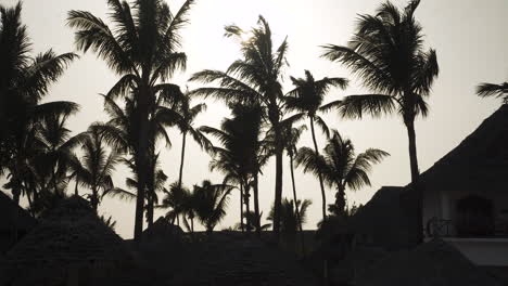 Silhouette-of-windblown-palm-trees-above-bungalows-against-sunlight