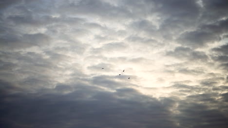 flock of birds fly across the colorful sky during sunset